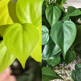 Heart Leaf Lemon Lime + Heart leaf green, with 5.5 Inches White Decor pot